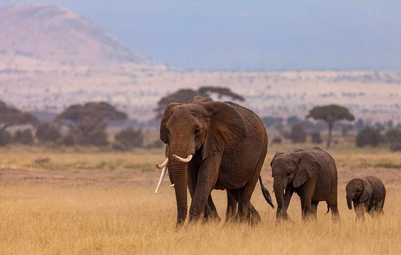 Kenia