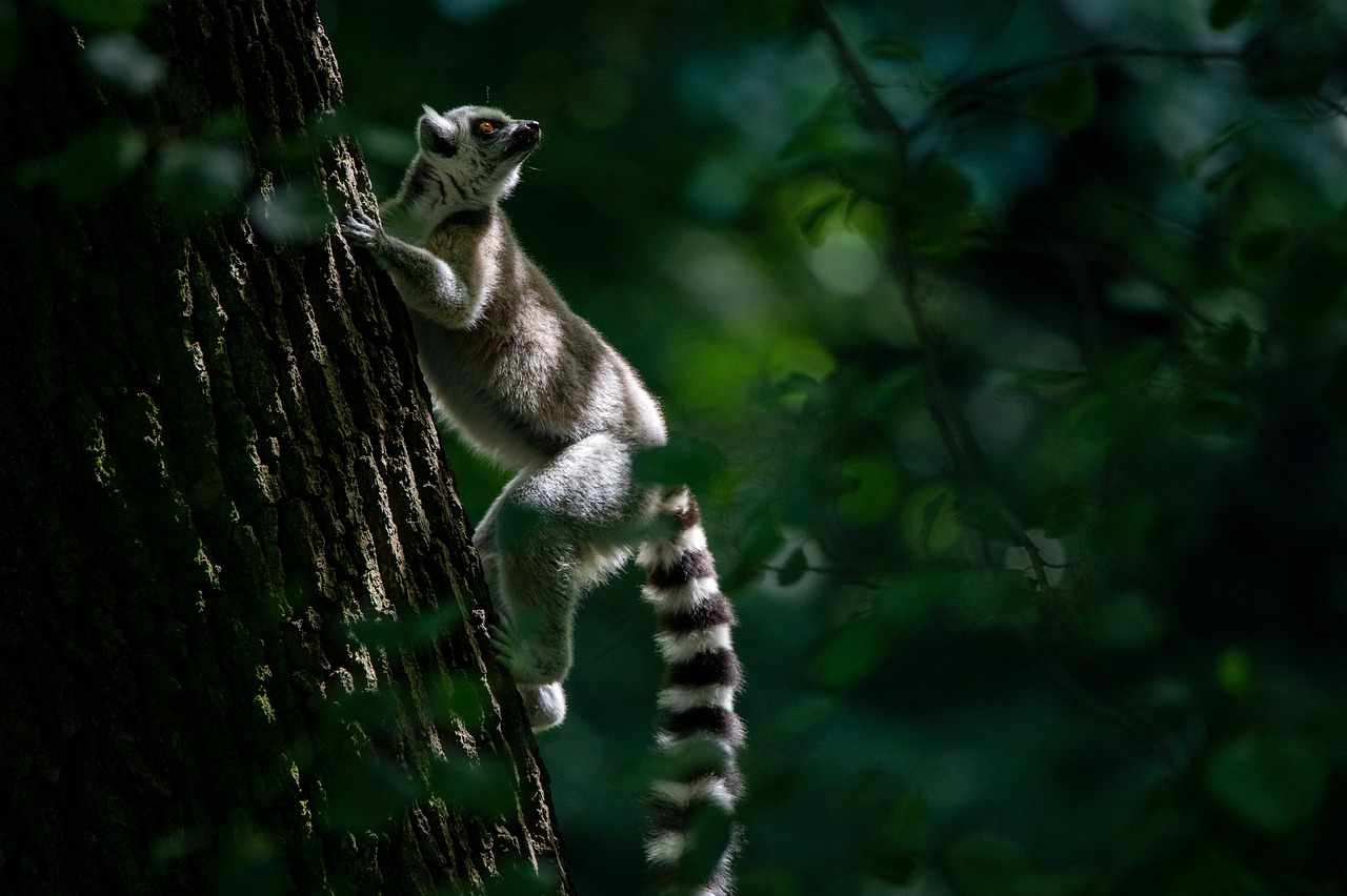 Madagaskar